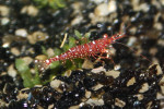 Caridina Red Orchid Bee